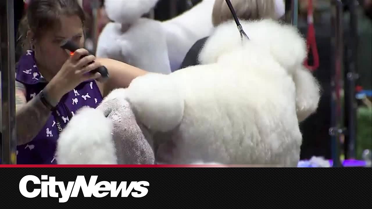 Canada&rsquo;s largest dog grooming competition comes to Calgary