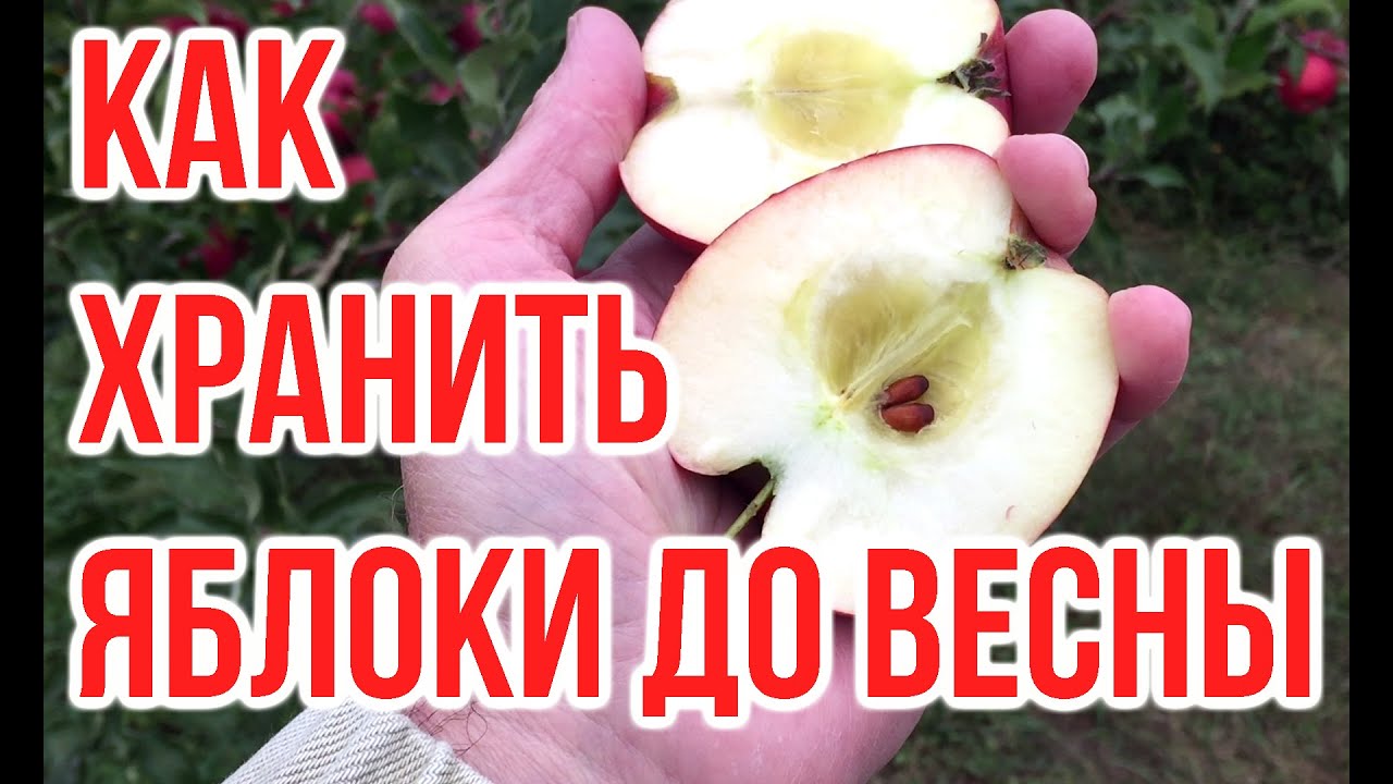 Как хранить урожай яблок / Игорь Билевич