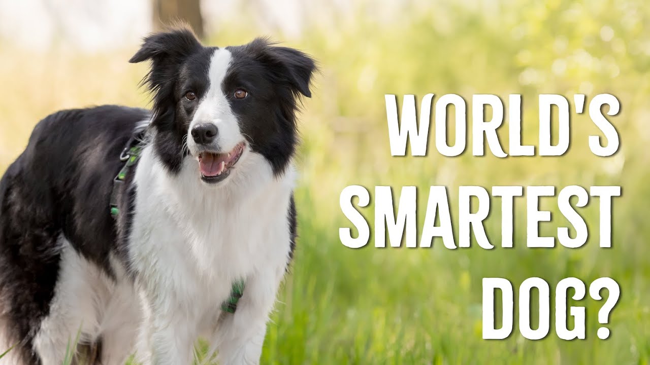 The Most Intelligent Dog Breeds in the World