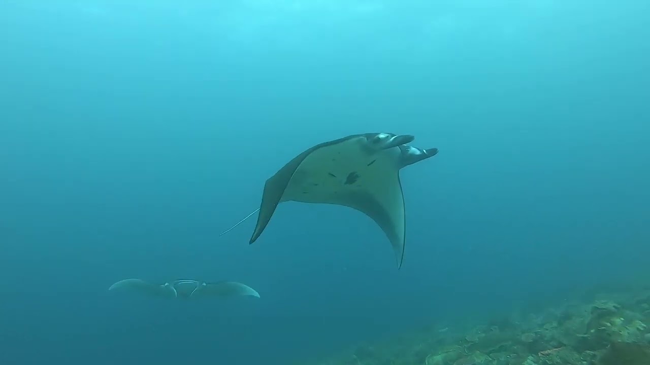 Dive Komodo 2025