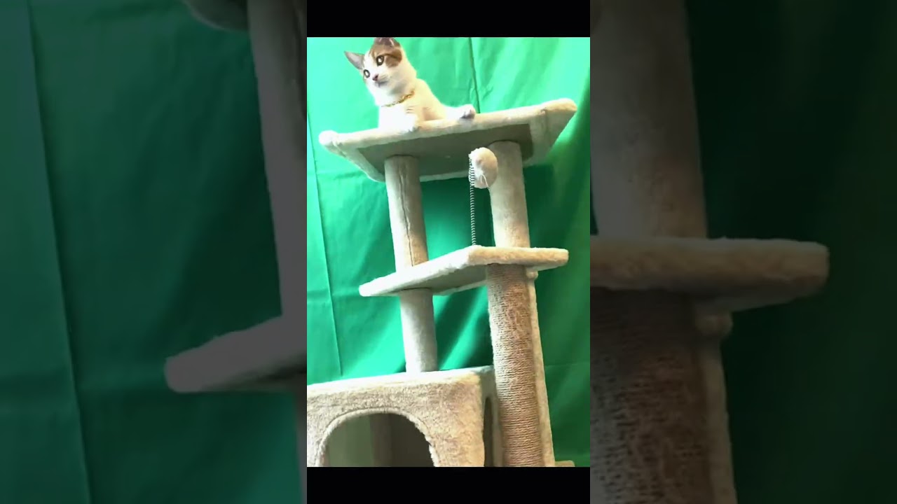 Hi! I am Inuyasha the cat