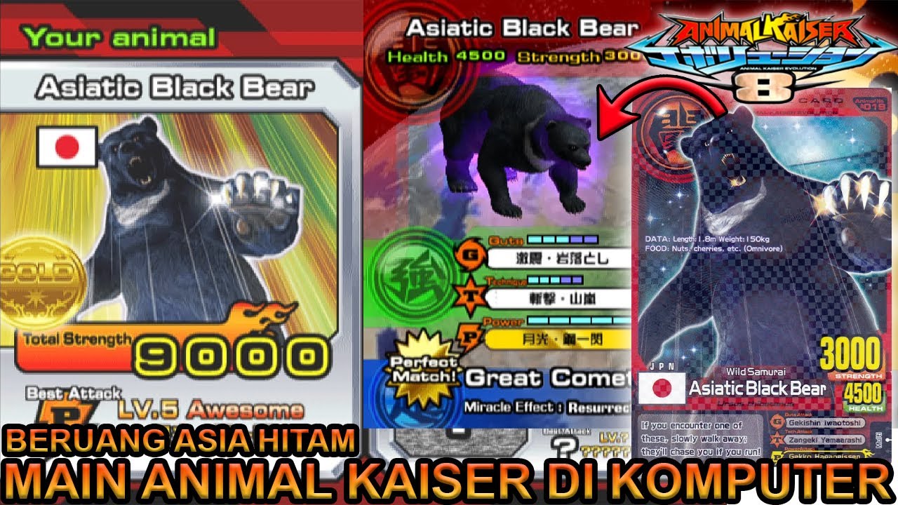 NYOBAIN BERUANG DARI ASIA ASIATIC BLACK BEAR DI KOMPUTER !!! - ANIMAL KAISER EVOLUTION PC