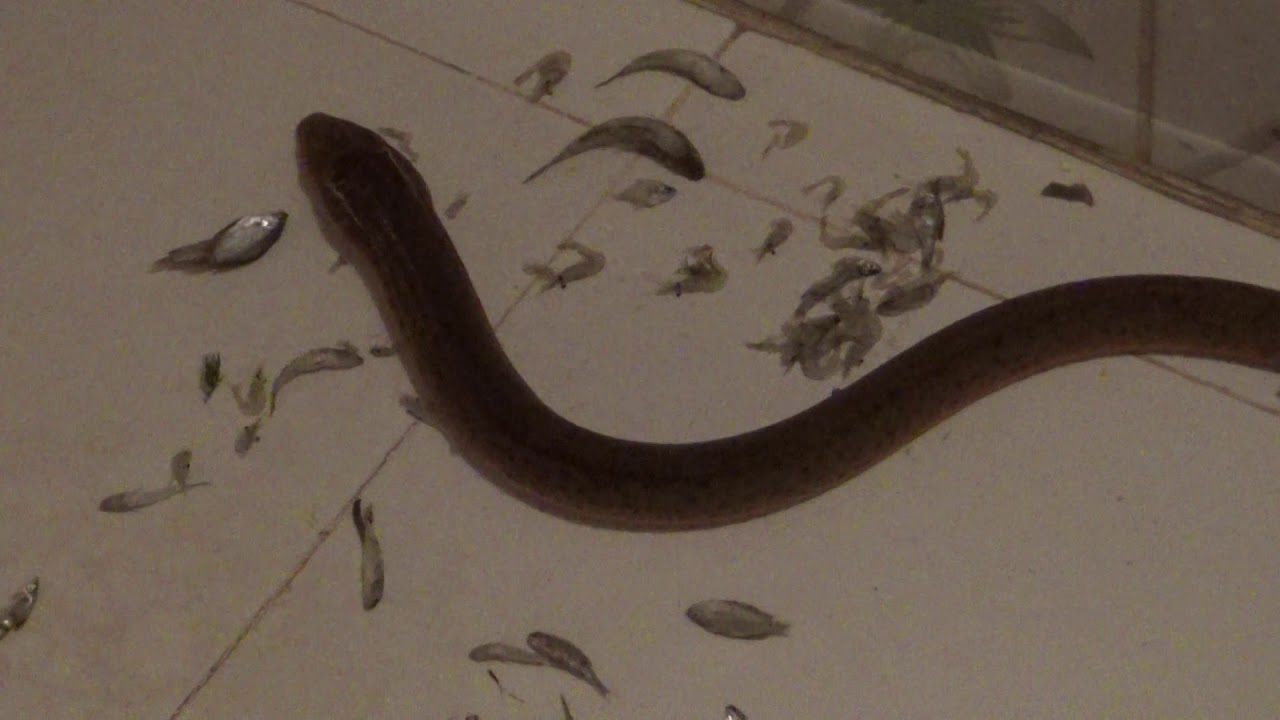Eel Farm/food application method for Eel/BD Eel farming