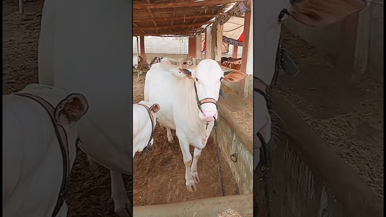 Bakra Eid Qurbani 2025 | Big Bulls, Cows & Camels for Eid al-AdhaQurbani Animals🐂🐪 Bakra Eid Special