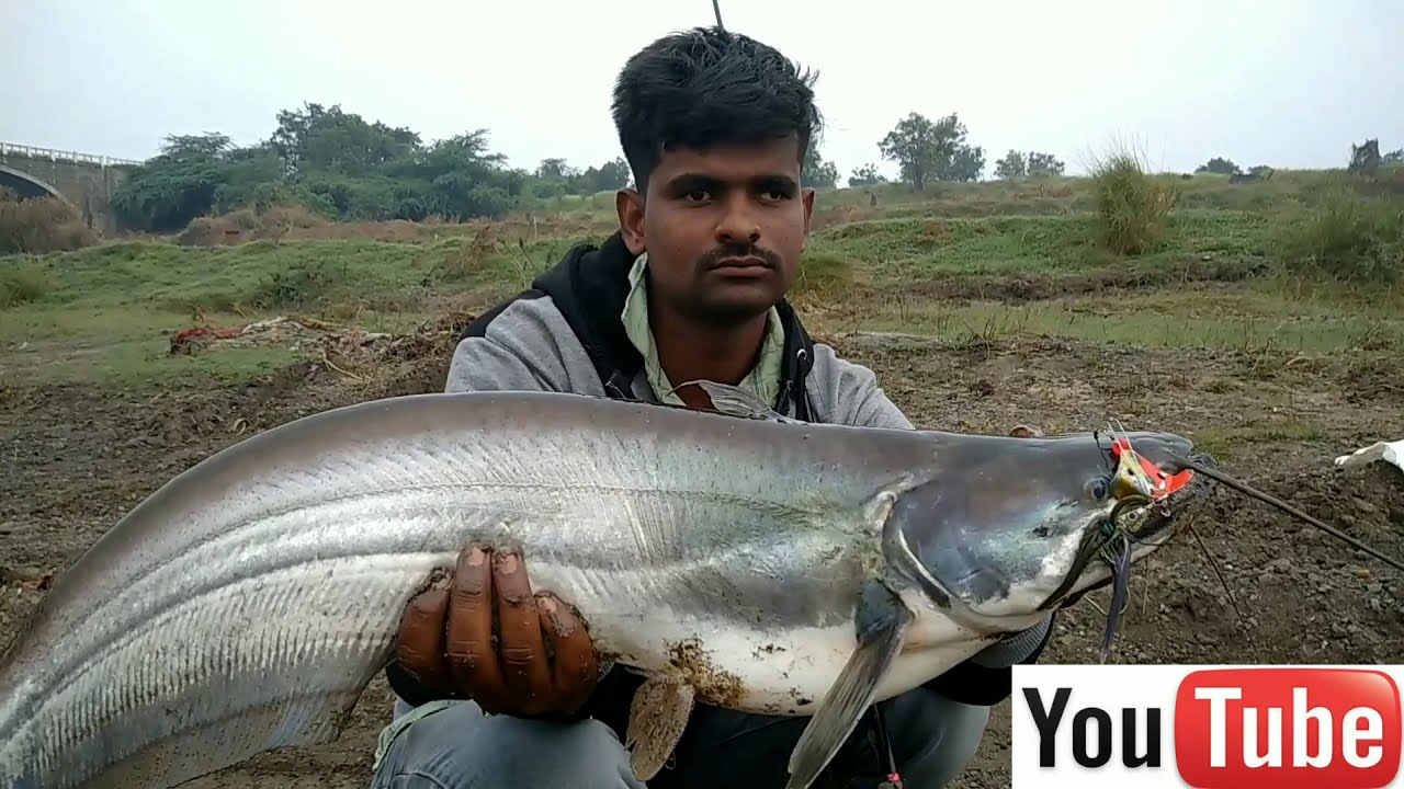 Big Monster size catfish catch wallago attu fishing incredible pathan fish Catching
