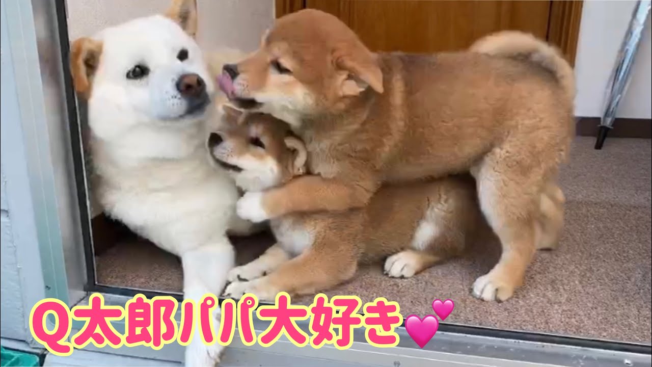 Q太郎パパが大好きチビーズにタジタジパパ😂
