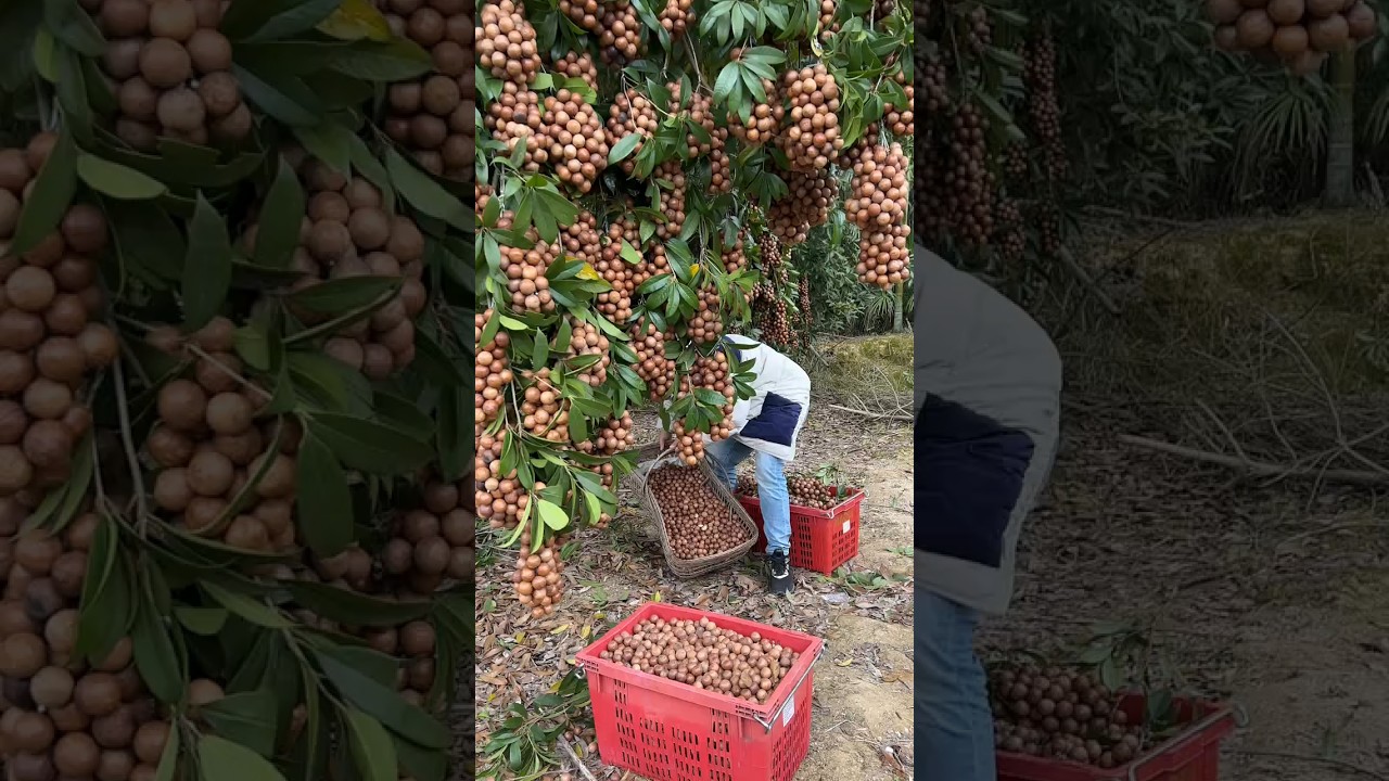 Orzechy makadamia zbierane od rolnik&oacute;w i piękne naturalne #rolnictwo #makadamia