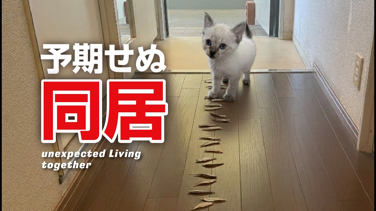 【激変】猫嫌いな妻と仔猫を3日放置した結果…衝撃のラスト