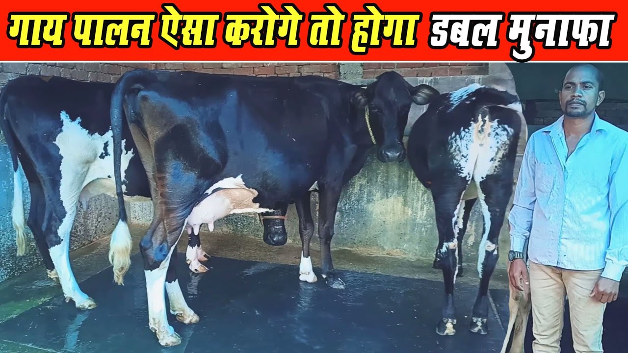 Full Information Of Cow Farming Cg ।। गाय पालन ऐसा करोगे‌ तो होगा ,मुनाफा? ।। Dairy Farming Cg ।।