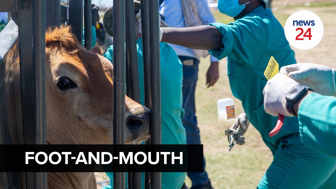 WATCH | Foot-and-mouth disease vaccines coming for hotspot provinces, promises Steenhuisen