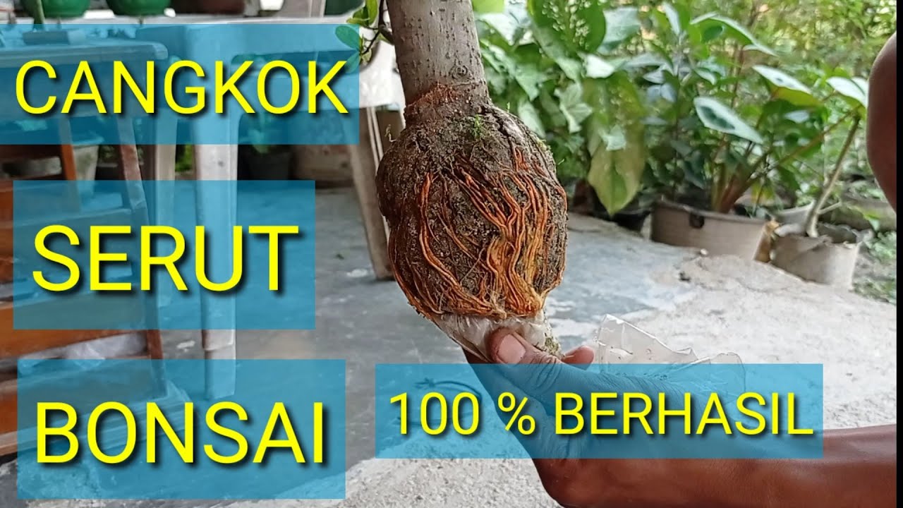 CARA CANGKOK SERUT (STREBLUS ASPER) YANG BAIK // HASIL CANGKOK SERUT // PANEN CANGKOK SERUT