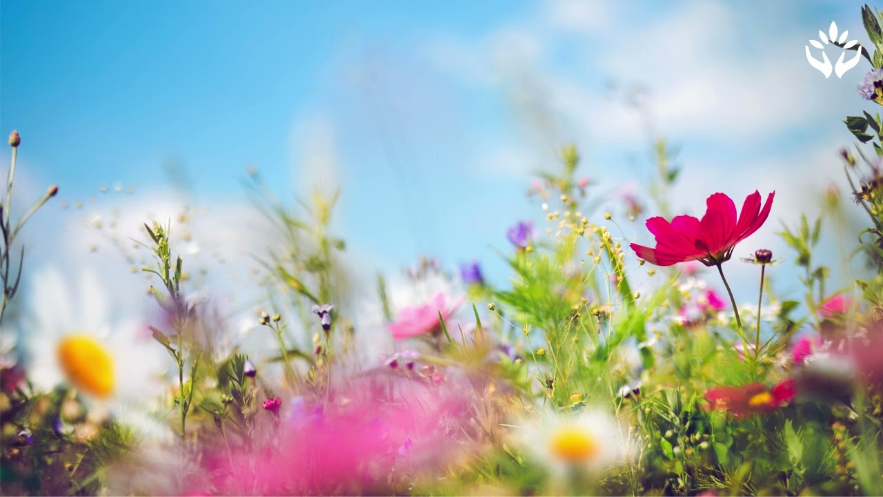 Summer Solstice Meditation