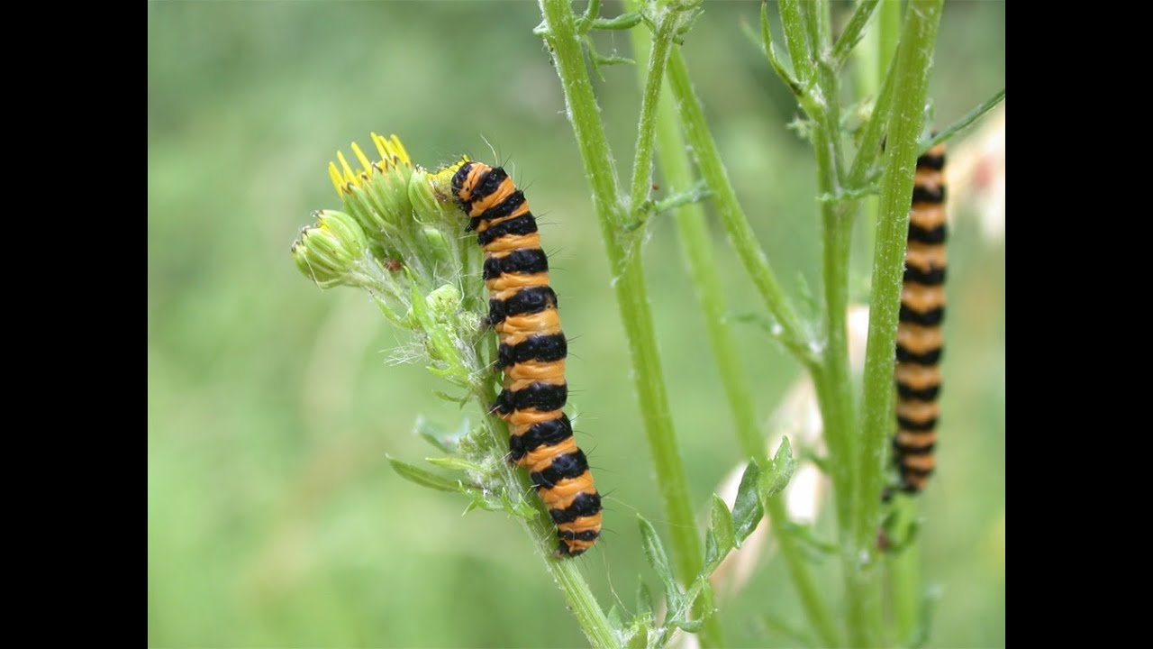 Two Worts and a Cinnabar