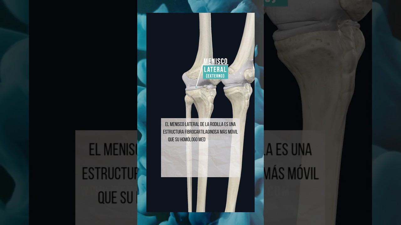 EL MENISCO LATERAL O EXTERNO DE LA RODILLA. #anatomia #meniscos #fisioterapia #cuerpo #cuerpohumano