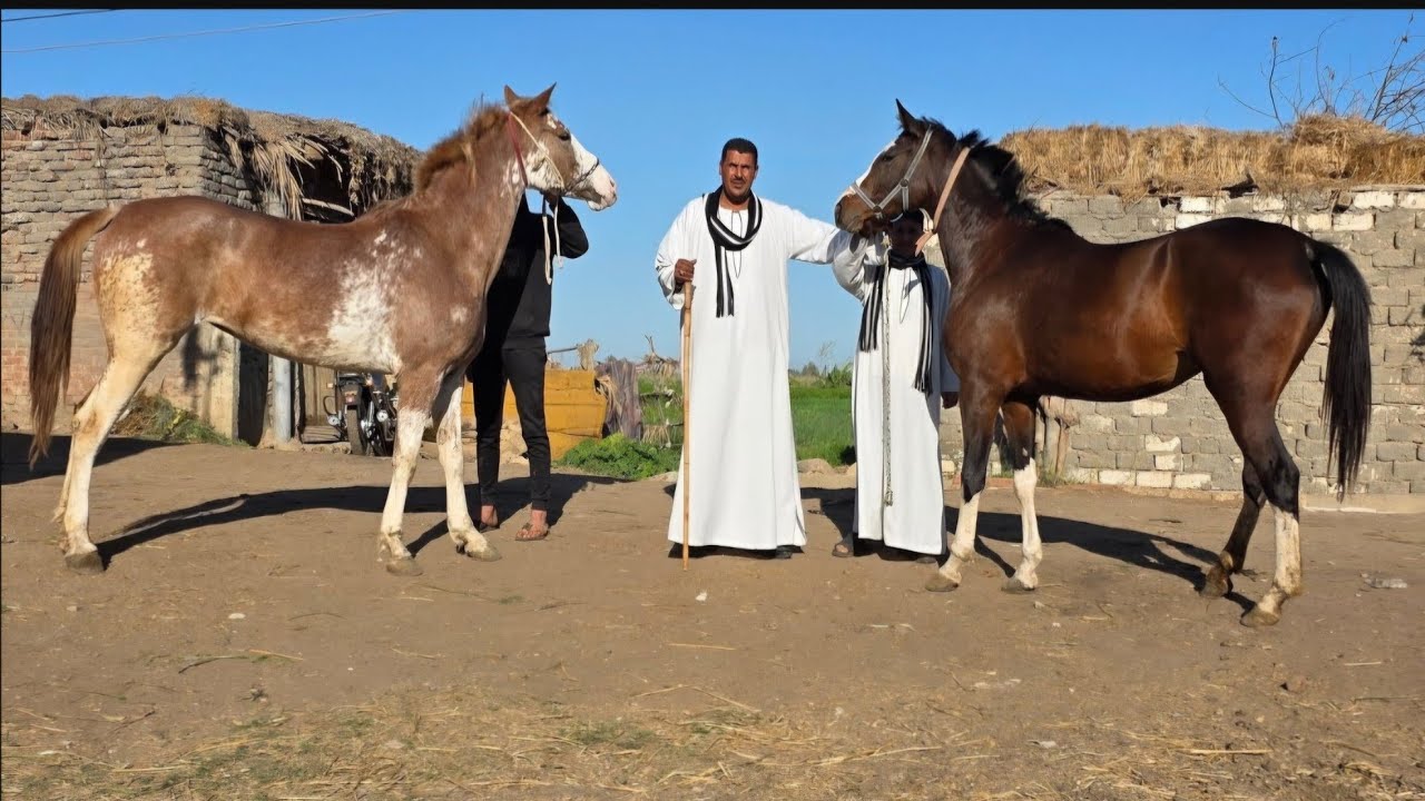 شيخ البلد عامل انقلاب في السوق اجمل خيل عشر في مصر الأسعار والسلالات بيقدم سلالات خليط إيطالي