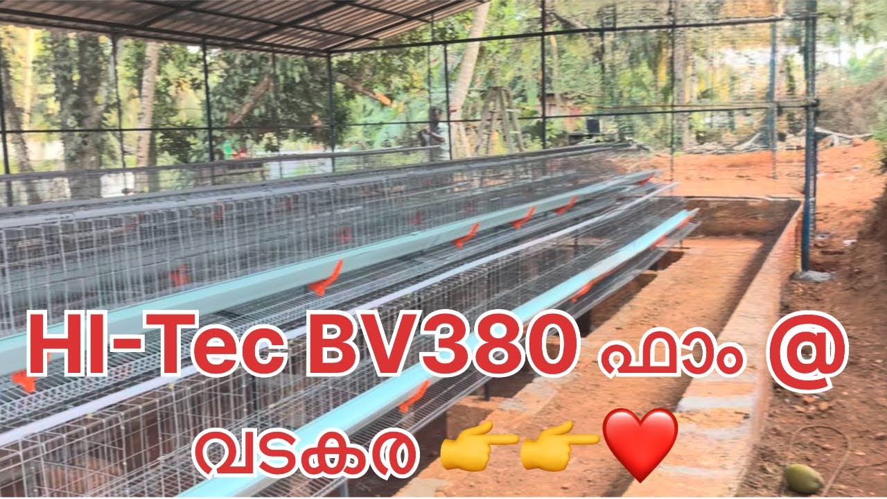 600 BV380 കോഴികളെ വളർത്തുന്ന Hi-Tec  ഫാം @ കോഴിക്കോട് ( വടകരയിൽ ചെയ്ത വർക്ക് )🐔🐥👉👉🏡