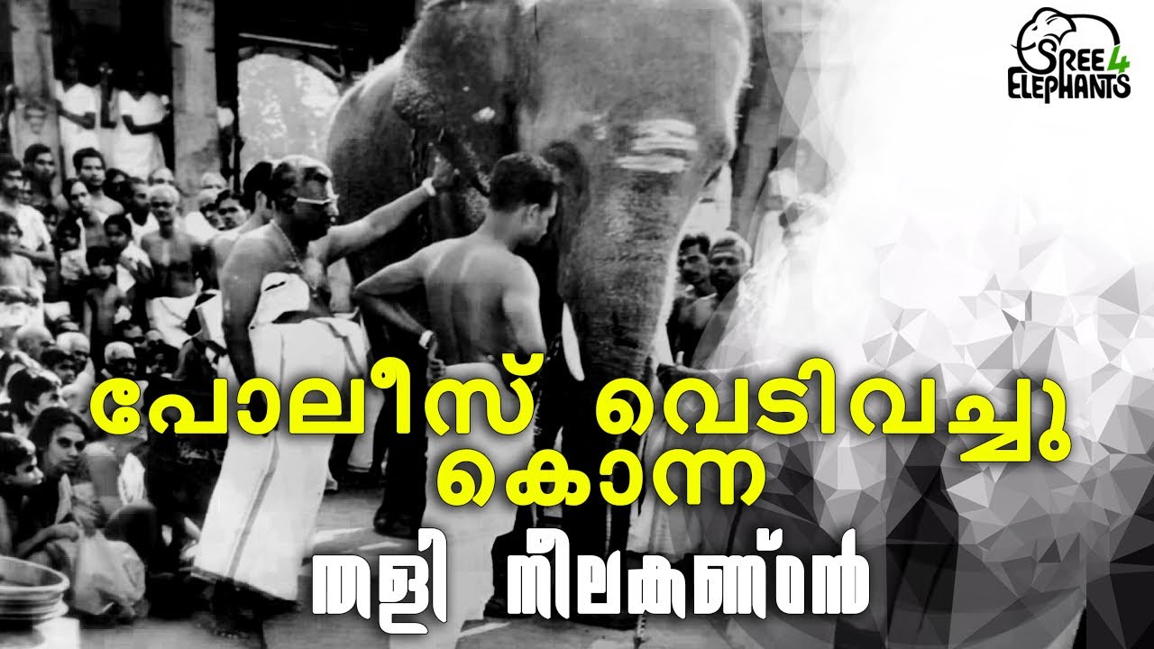 വാശിയ്ക്കെന്നപോലെ വെടിവച്ചു കൊന്നു.  മരണത്തിന് ശേഷവും തുടരുന്ന അസാധാരണമായ ആനപ്പക . ...!