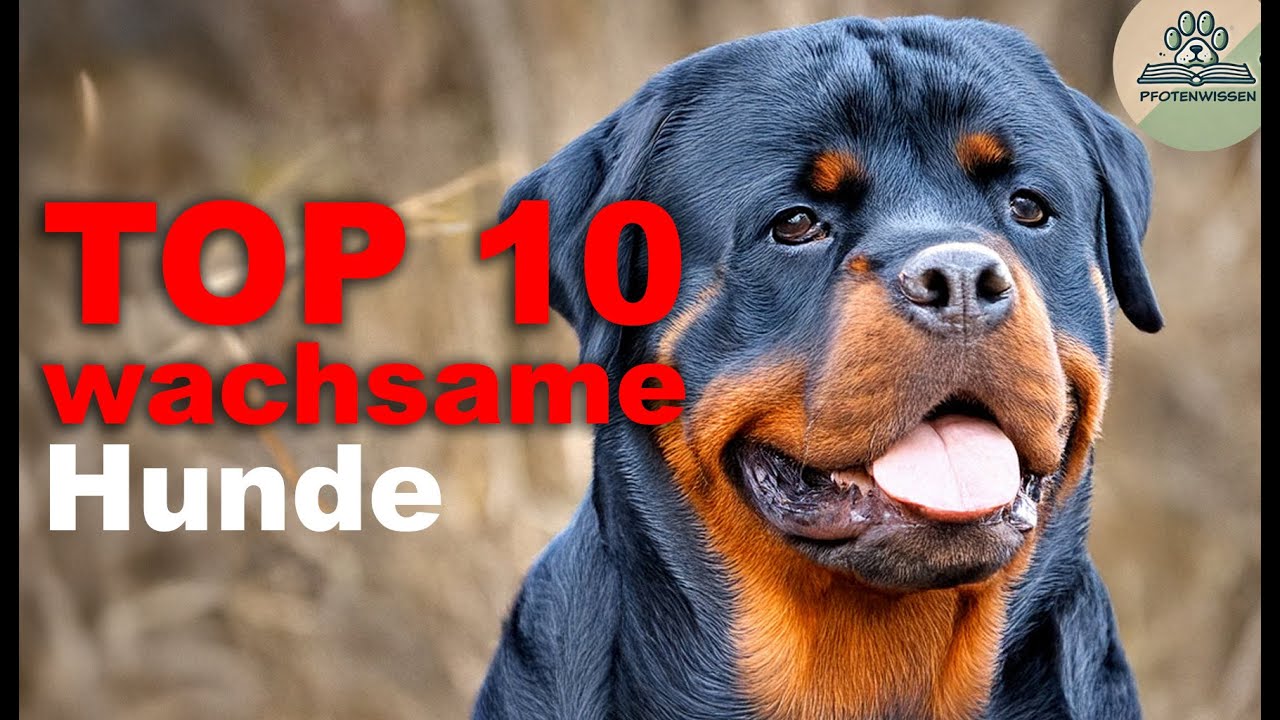 Top 10 wachsamste Hunderassen 🐾