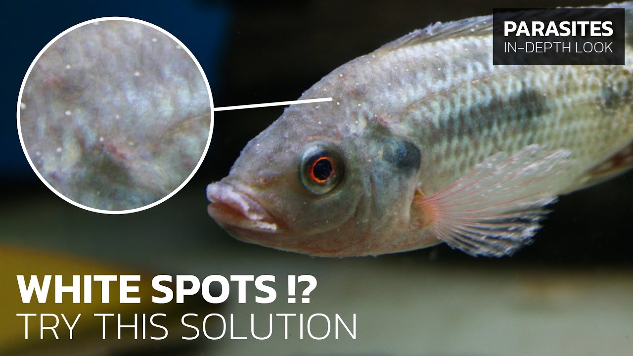 Everything You Need To Know About White Spot Disease (Ich) + Treatment