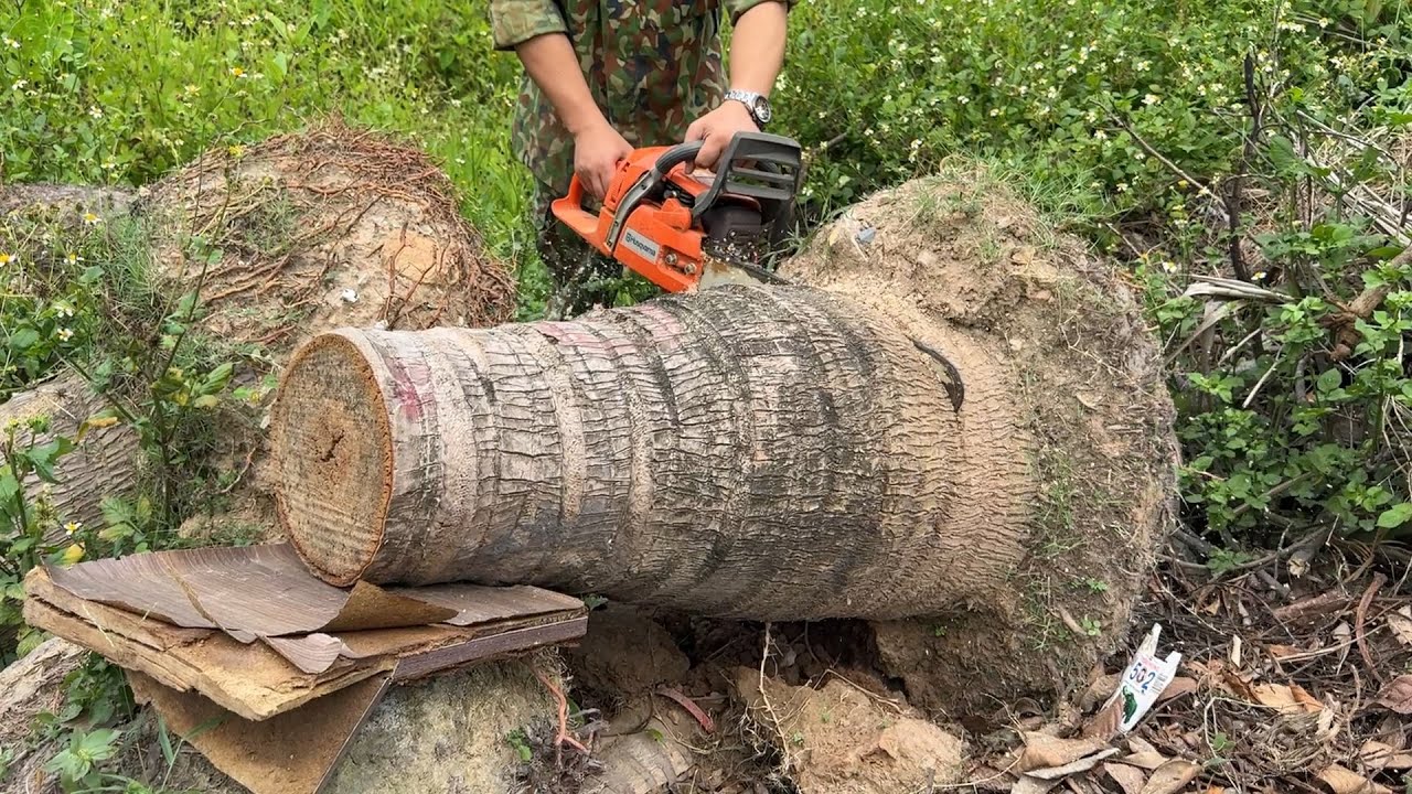 Let's See: Video Tutorial on Transforming a 500-Year- Old Coconut Tree Stump - Woodworking Products
