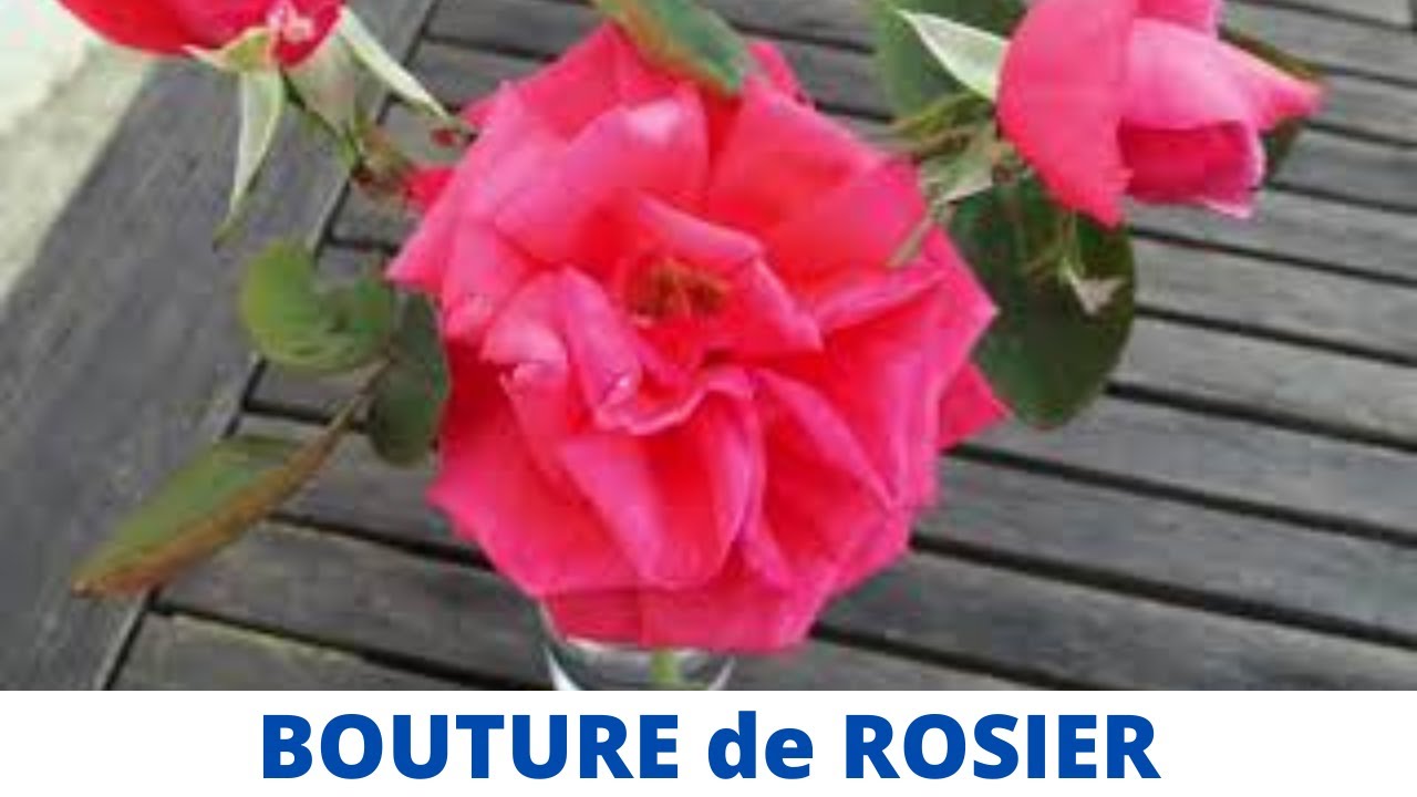 Bouture de ROSIER très FACILE