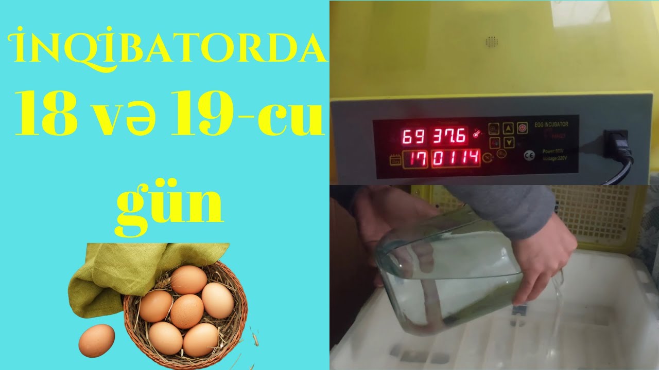 🔴İnqibatorda istilik və nəmişlik necə olmalıdır🔴