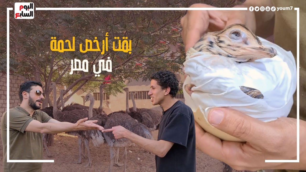 بدأ بكتكوت وعمل مليون جنيه فى سنتين بس.. بيزنس النعام حنفية فلوس