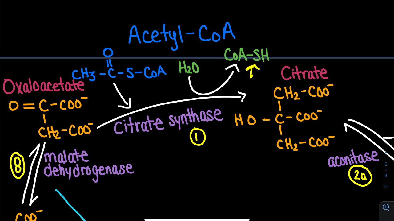 TCA Cycle (Citric Acid Cycle / Kreb's Cycle) | Biochemistry