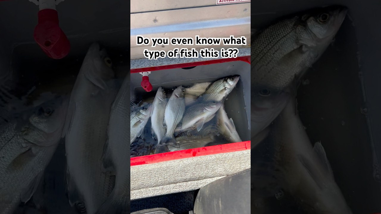 POV-weekend fishing trip #fishing #shorts #fyp