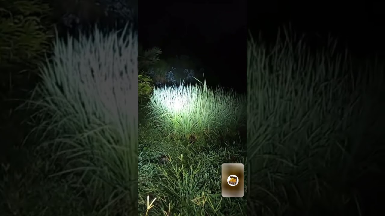 Explore malam Hutan SIRANTI, dapat penampakan 2 × auto lari ngibrit