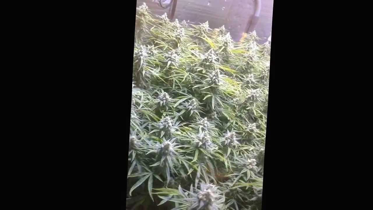 Tips on getting 2# per light.