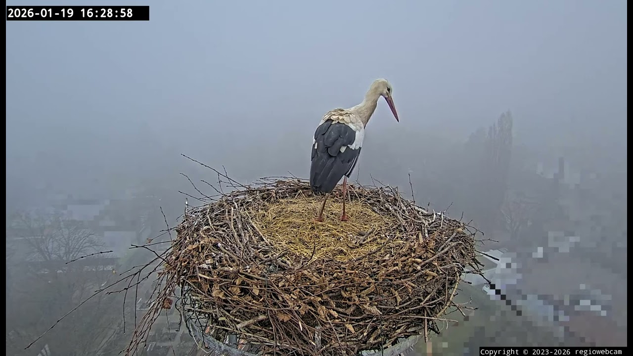 Kirchzarten 19. Jan. 2026, 16:27 Uhr - Edgar inspiziert das Nest bei Nebel