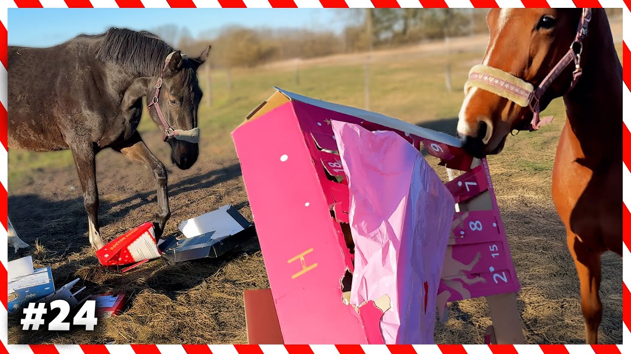 KONIE OTWIERAJĄ KALENDARZE! 🤩 | Przebrałam Dilę za renifera | VLOGMAS #24 