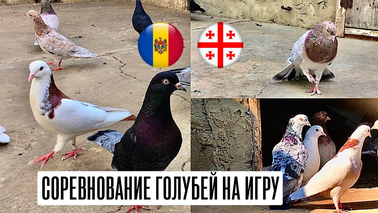 Соревнование по бойным голубям. Бой бакинских голубей Молдавия🇲🇩 - 🇬🇪Грузия.