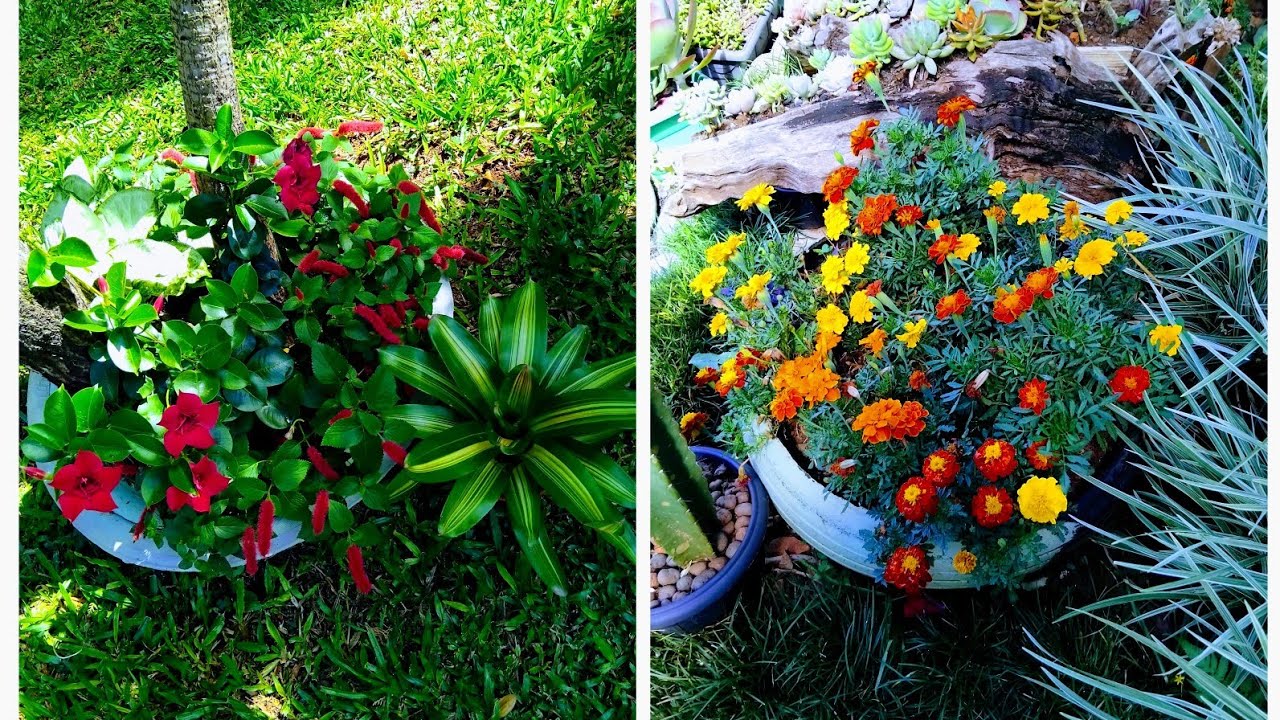 transformei meu jardim com flores vermelha e amarelo achei a táo sonhada 🌺