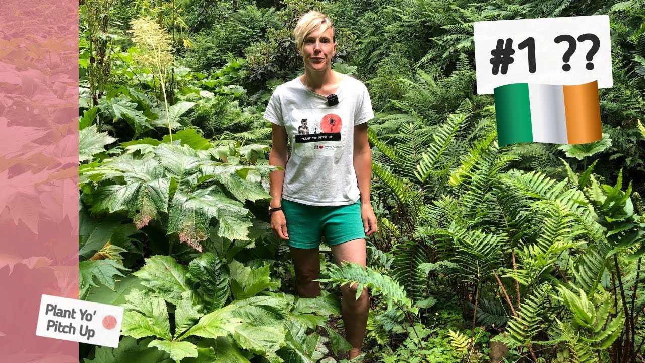 Ireland's Top Garden?  Why HUNTING BROOK is blowing gardens worldwide out of the water