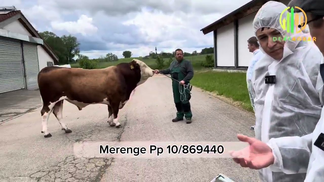 IdealSimmental buqalar namoyishi - tanlovda adashmang. #idealagrar #simmental #naslchilik