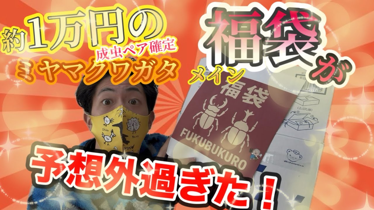 桁違いの中身‼️クワガタ福袋ぉ！！