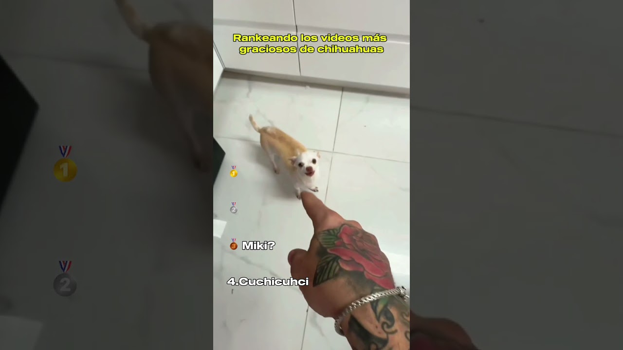 Rankeando los Videos m&aacute;s Graciosos de Chihuahuas                               #perros