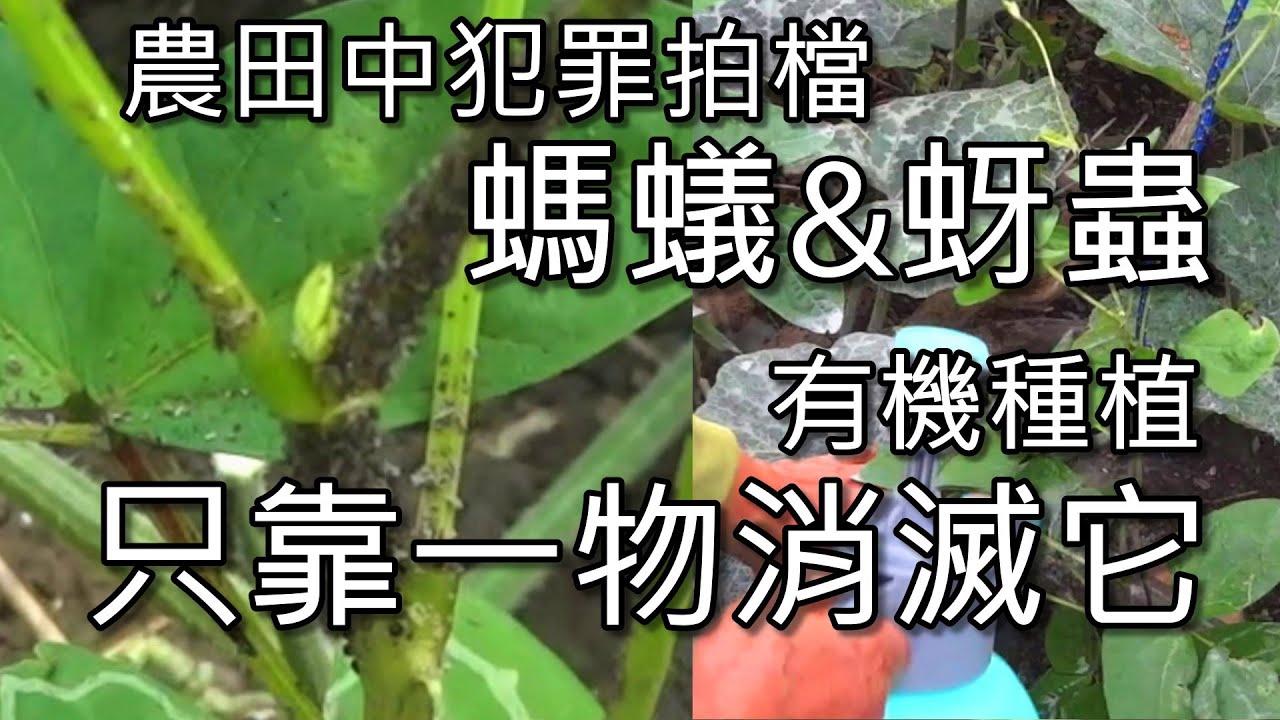 螞蟻蚜蟲農田中犯罪拍檔，有機種植只靠一物就可消滅它們