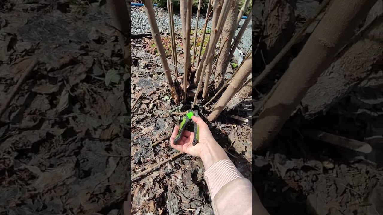 Сирень, весенняя обрезка🌸 11.04.2024
