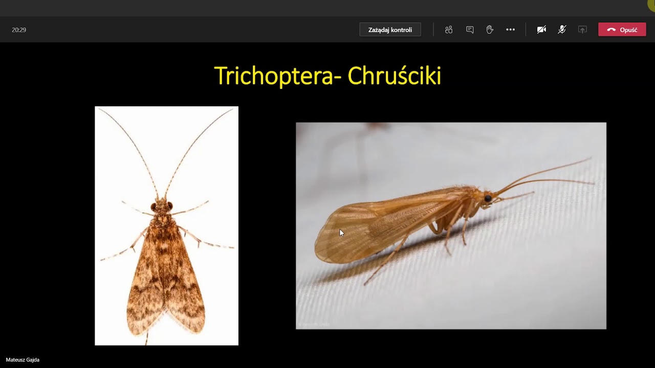 entomologia rozpoznawanie zajęcia dodatkowe zorganizowane przez sekcje entomologiczną