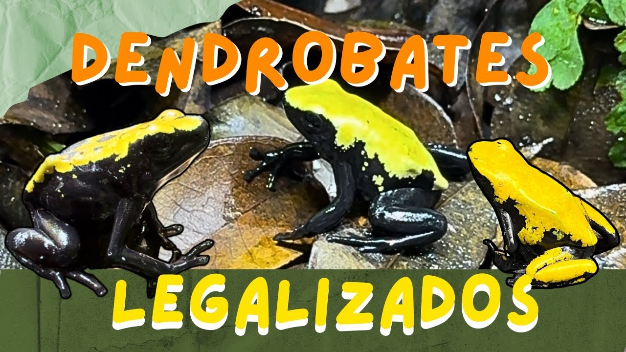Dendrobates Adelphobates galactonotus - O FANTÁSTICO SAPO FLECHA.