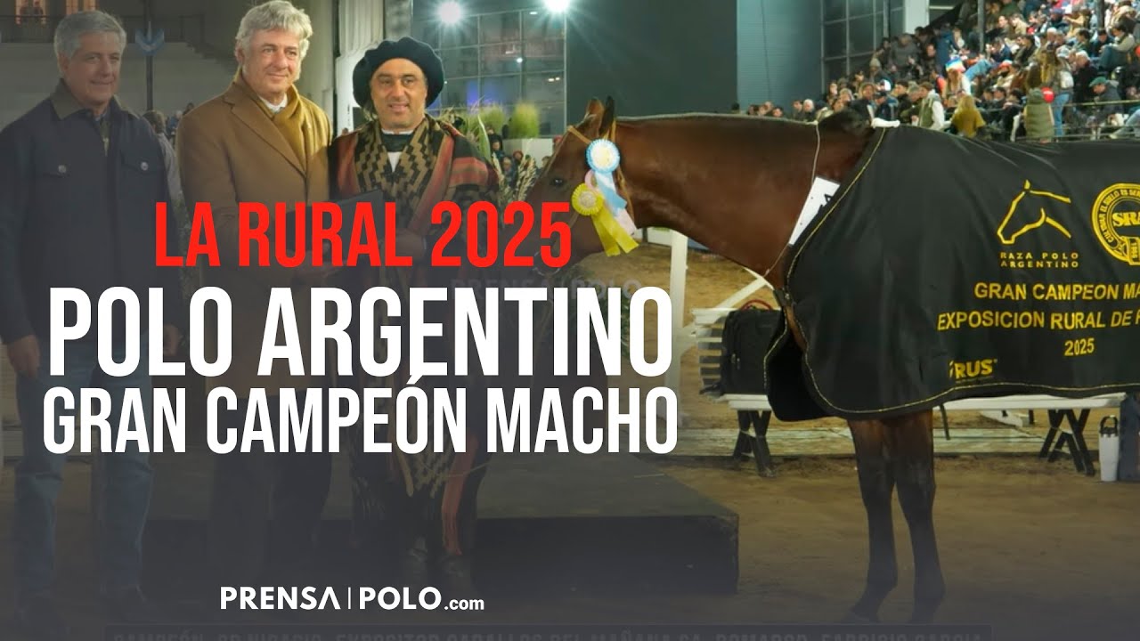 La Rural 2025 - Jura Gran Campeón Macho Raza Polo Argentino