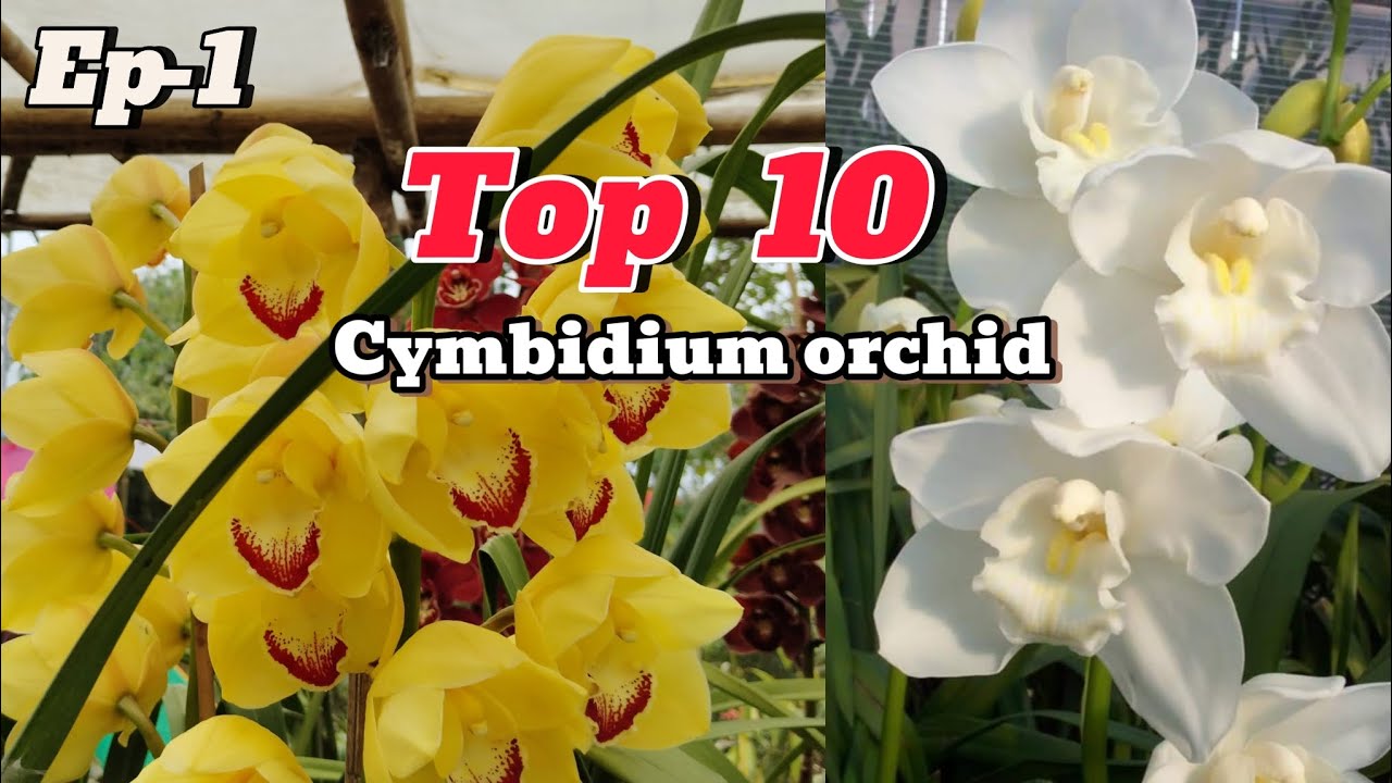 Top 10 CYMBIDIUM ORCHID available in India Currently.#cymbidium #orchid 
