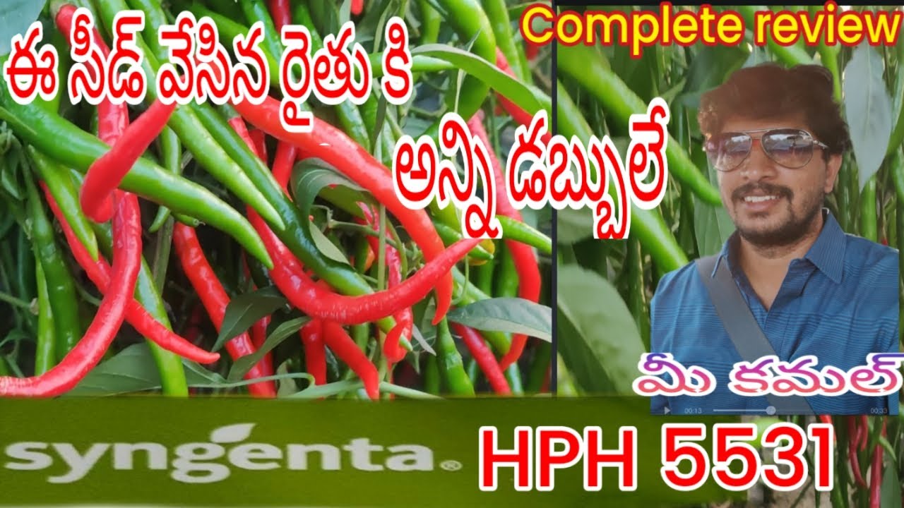 #మిరప మార్కెట్లో లో top 2 లో  ఉన్న #seed  #syngenta #5531 Verity గురించి కంప్లీట్ ఇన్ఫర్మేషన్ #kamal