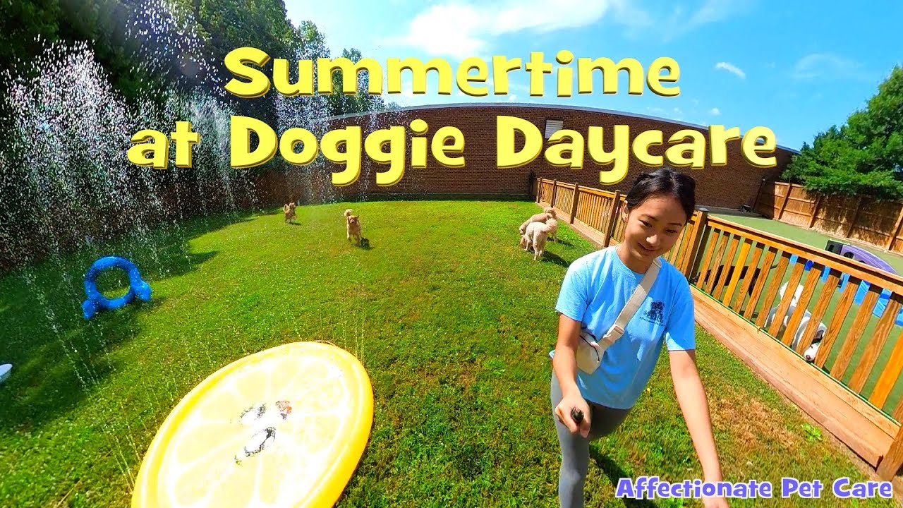 Summertime at Doggie Daycare - Affectionate Pet Care 🐶