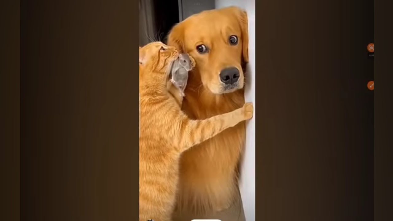 Funny Cat Videos | Cat Boss Around Big Dogs - Try Not to Laugh PART 6 S2EP12 🐱🐶