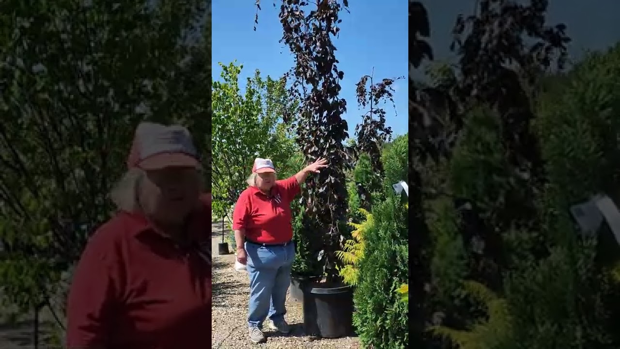 Weeping Purple Fountain Beech