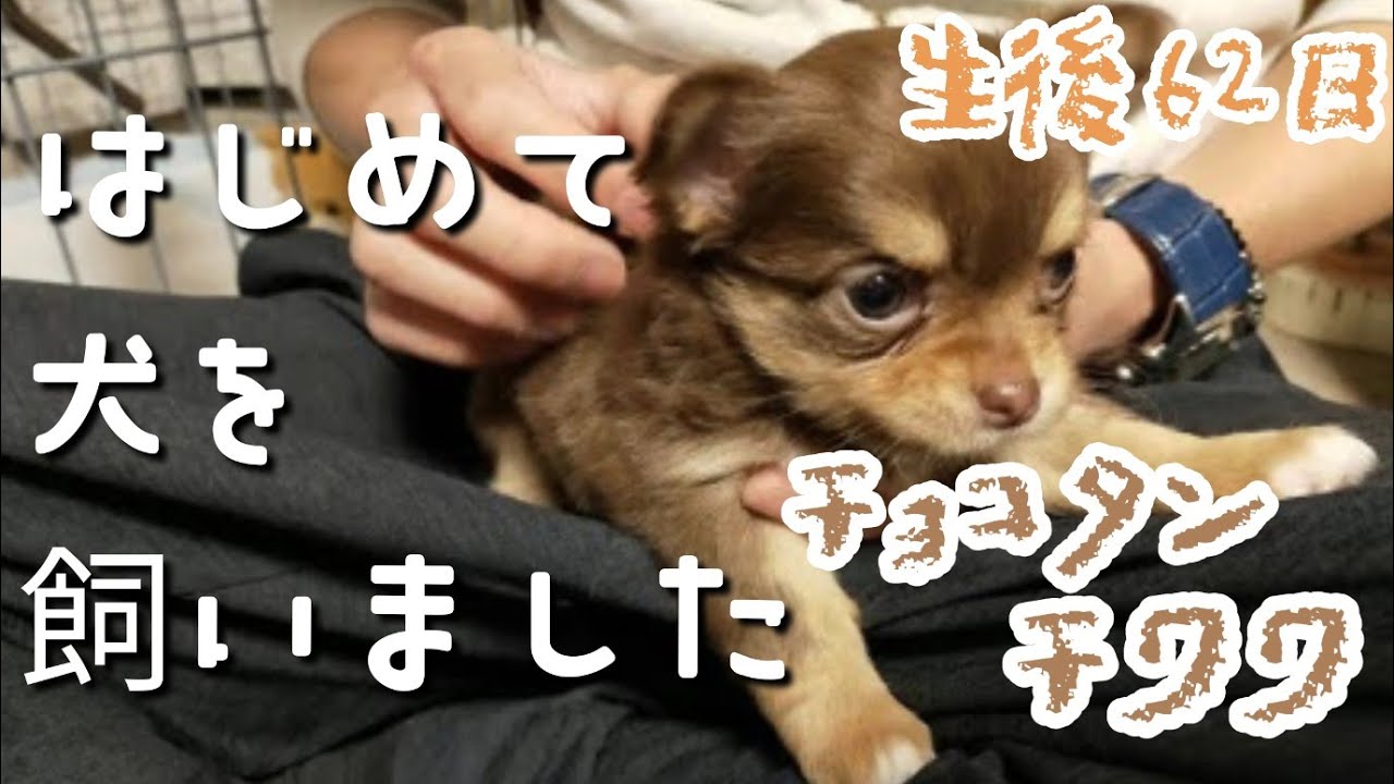 【子犬お迎え初日】生後６２日のチョコタンチワワをお迎えしました！